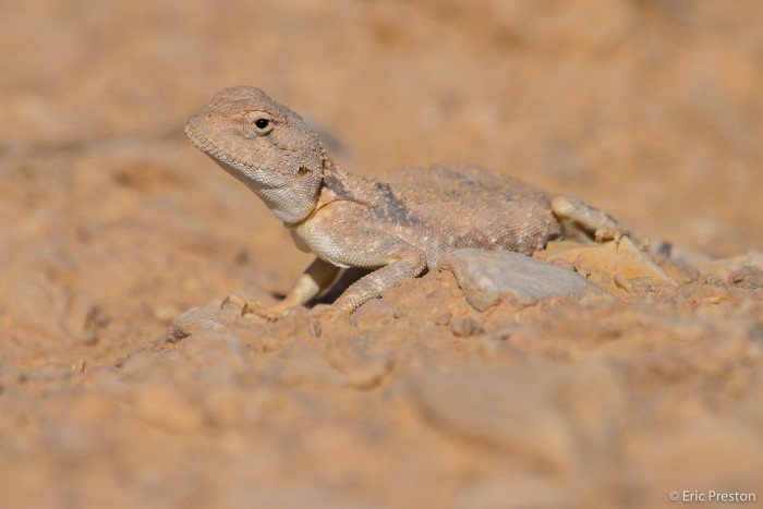 Desert Lizard-02.jpg