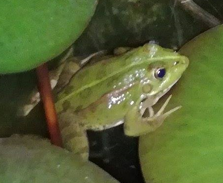 frog3.png