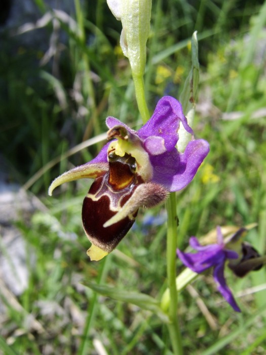 OphrysScolopax_Primosten06.jpg