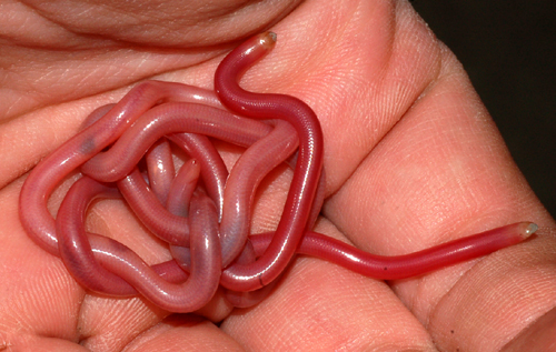 2strange worm snake.jpg